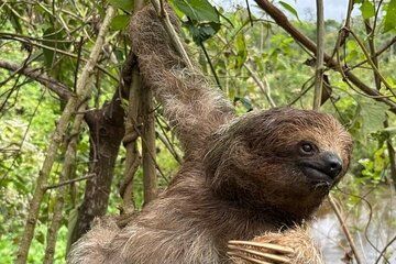 Sloths and Waterfalls with Rainforest Wildlife Experience
