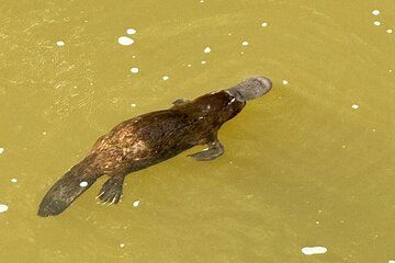 Eungella Platypus Tour Departing From Mackay