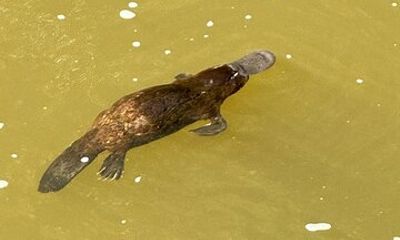 Eungella Platypus Tour Departing From Mackay