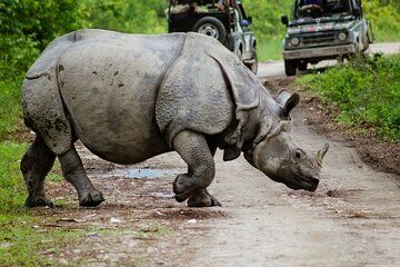 3 Days Kaziranga National Park Wildlife Adventure with Safaris