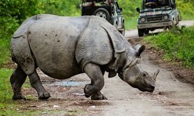 3 Days Kaziranga National Park Wildlife Adventure with Safaris