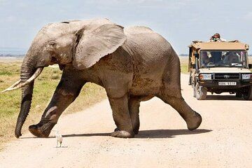 7-Day Kenya Maasai Mara Budget Safari with Game Drives