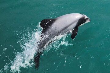 Akaroa Harbour Nature Cruise