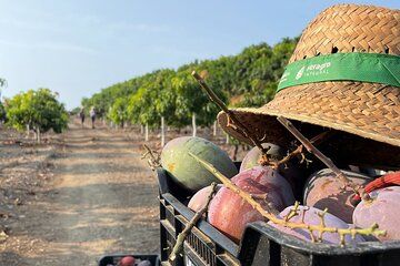 Tropical Tour: Avocado & Mango Farm - Small group and tasting