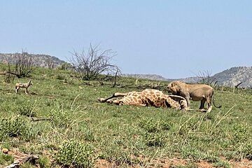 Pilanesberg Big 5 Private Open Back Vehicle Safari Game Drive