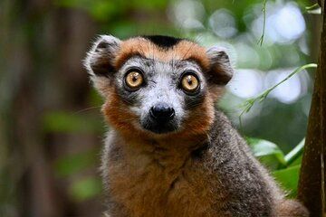 8 Day Trip Madagascar Eastern Wildlife and Nature