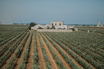 Brindisi Wine Experience, Wine Tasting and Winery Visit