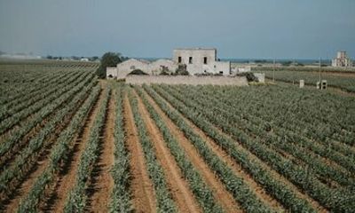 Brindisi Wine Experience : Wine Tasting and Winery Visit