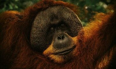 From Medan 1 day Bukit Lawang Jungle Trekking to see Orangutan
