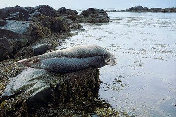Isafjordur and Westfjords Private Day Tour