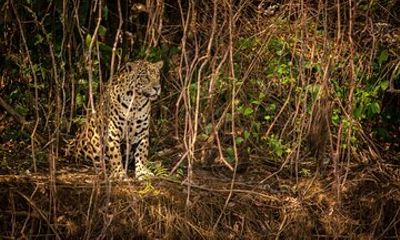 2-Days Wilderness Escape to Pench National Park from Nagpur