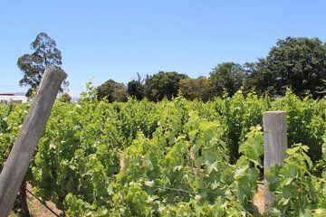 A Hop-On Hop-Off Wine Tour Service from Casablanca