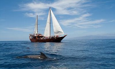 Whale Safari to Los Gigantes with pickup from North