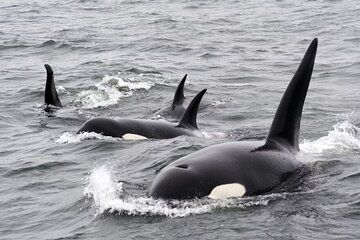 Sea of Courtesy to the Natural Blue Safari of Unforgettable Encounters