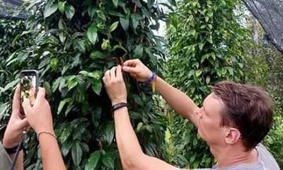 Discover Kampot Countryside, Pepper farm & Bokor Mountain