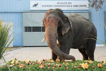 4Days and 3 Nights Tour in Golden Triangle and Ranthambore Safari