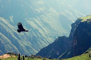 Arequipa 2 Day Excursion to Colca Canyon