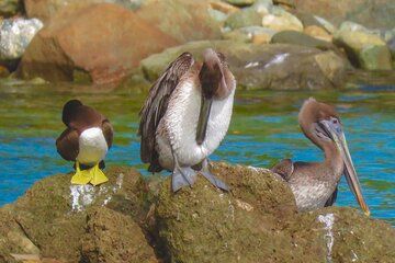Magens Bay Nature Walk & premium hands-free Hobie Kayak Adventure