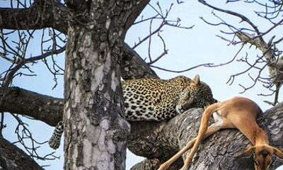 Half Day Private Chobe Express Land Safari Adventure