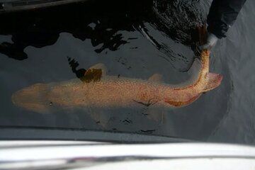 Fishing in Lapland Massive Northern Pike