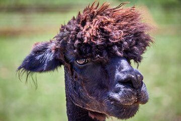 Alpaca Interaction and Wine Tasting