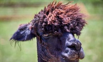 Alpaca Interaction and Wine Tasting