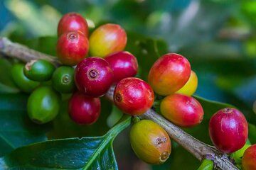 Coffee, Nature and Culture with Tica Family in Monteverde