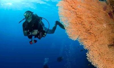 Beginner Scuba Diving Two Dive Spots, Lunch & Transfers :Hurghada