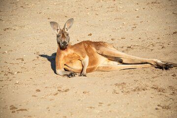 Sip and Animal Safari Experience in Fredericksburg