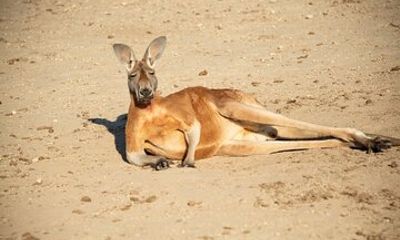 Sip and Animal Safari Experience in Fredericksburg
