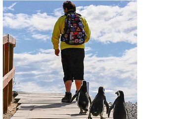 Shore Tour Penguins in Punta Tombo in Transportation with Starlink