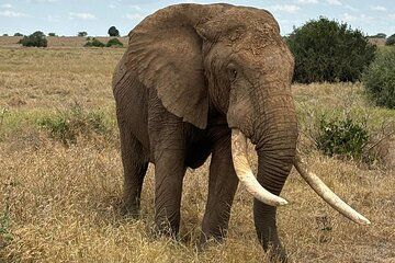 Elky 3 Days Amboseli and Tsavo East Safari