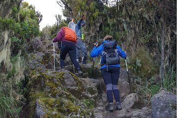 8 Day Kilimanjaro Climb via Lemosho Route