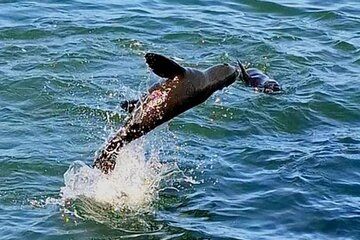 Catamaran, Kayaking & Sandwich Harbour