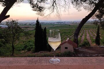 From Valencia Utiel Requena Wine Tour