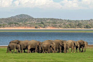 Kaudulla National Park Safari (private,all included)