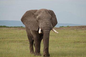 Nairobi: Day Trip to Amboseli National Park + Maasai Village