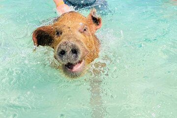 3 Island Beach Experience with Snorkel Turtle Encounters and Pig