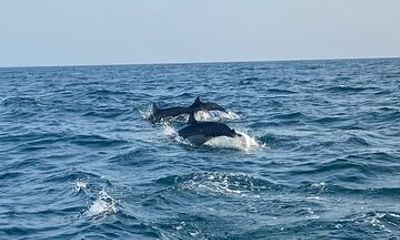 Dolphin Watching and Village Tour 3 Days Experience