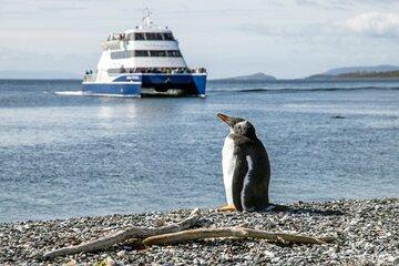 Discover penguins on Martillo Island in the Beagle Channel & more