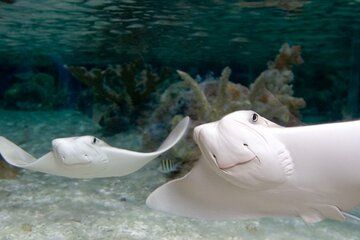 Sea Life Charlotte Concord Aquarium Admission Ticket