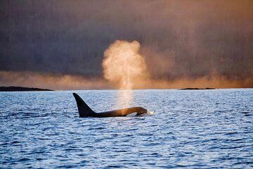 Customizable Private Wildlife Tour