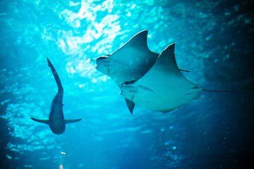 SEA LIFE Michigan Aquarium Admission Ticket