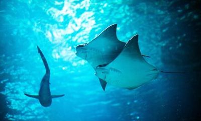 SEA LIFE Michigan Aquarium Admission Ticket