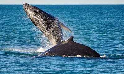 Broome Morning Whale Watching Cruise
