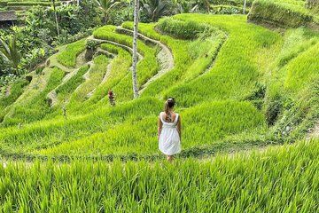 Ubud Waterfalls, Tegalalang rice Terrace and Ubud Jungle Swing