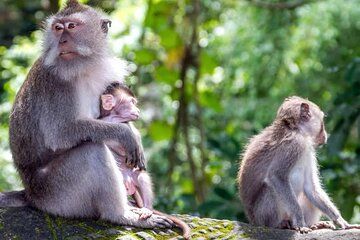 Explore Waterfalls and Ubud Surrounding
