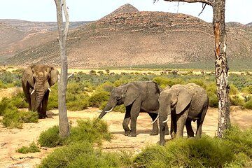 Full Day Safari Tour to Cape Town with Return Transport