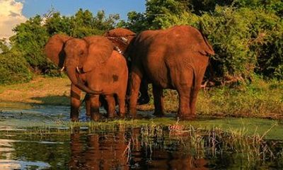 Half Day Safari from Richards Bay to Hluhluwe–Imfolozi Park