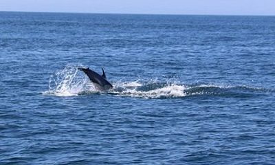 Dolphin Watching Tour from Lagos